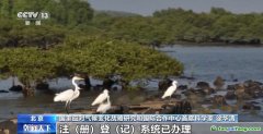 自愿碳是什么碳？促進溫室氣體減排 這個市場很重要